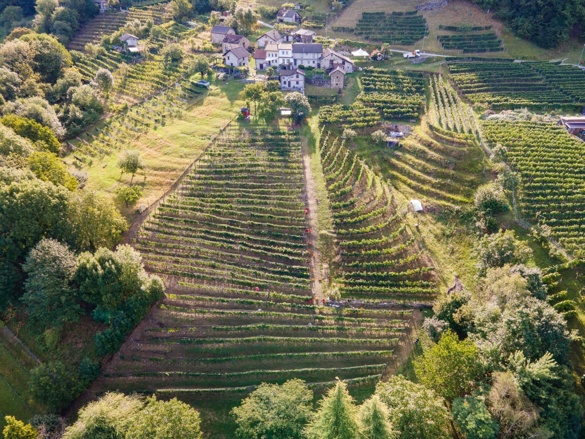 Image 3 - Cagi - Cantina Giubiasco SA