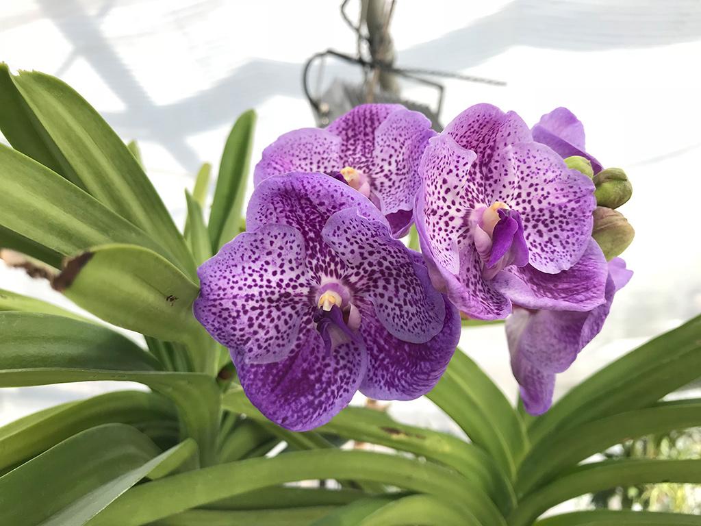 Image 1 - Orchidable