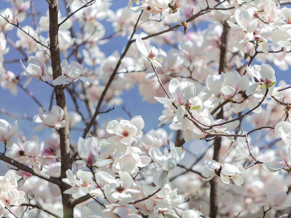 Image 3 - Botanical garden of Gambarogno
