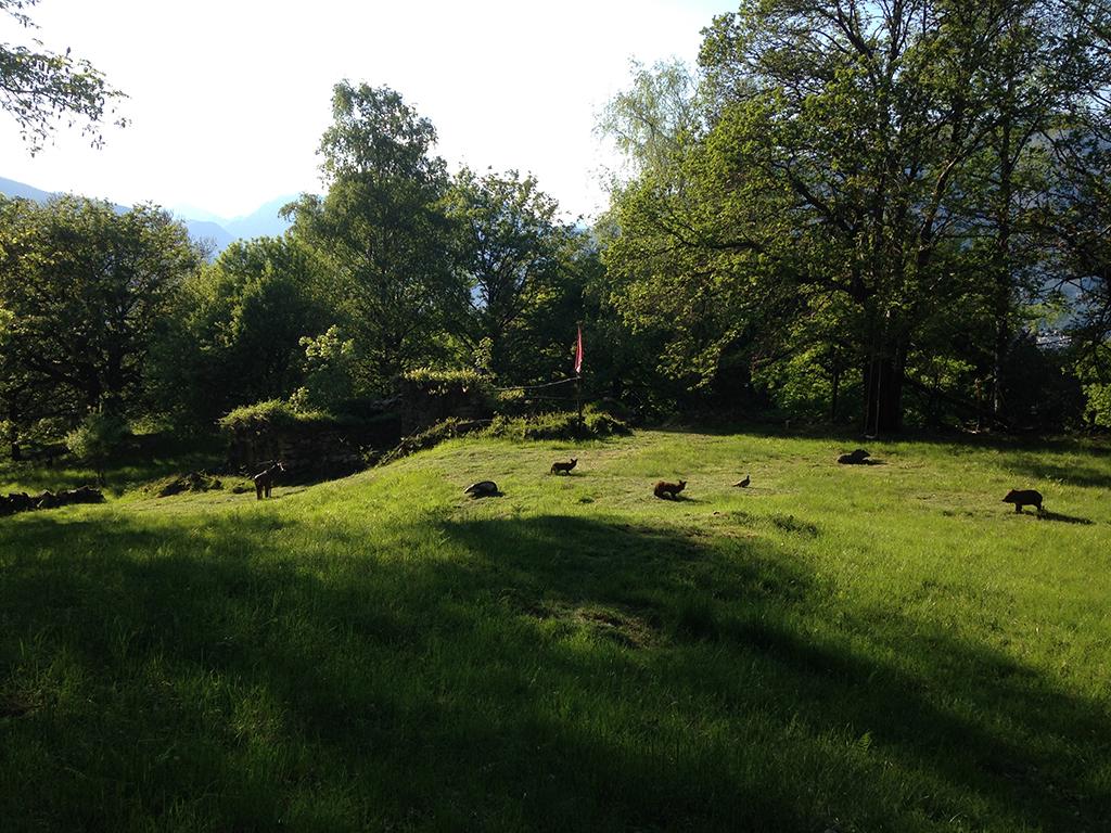 Image 3 - Bogenschiessen mit Langbogen