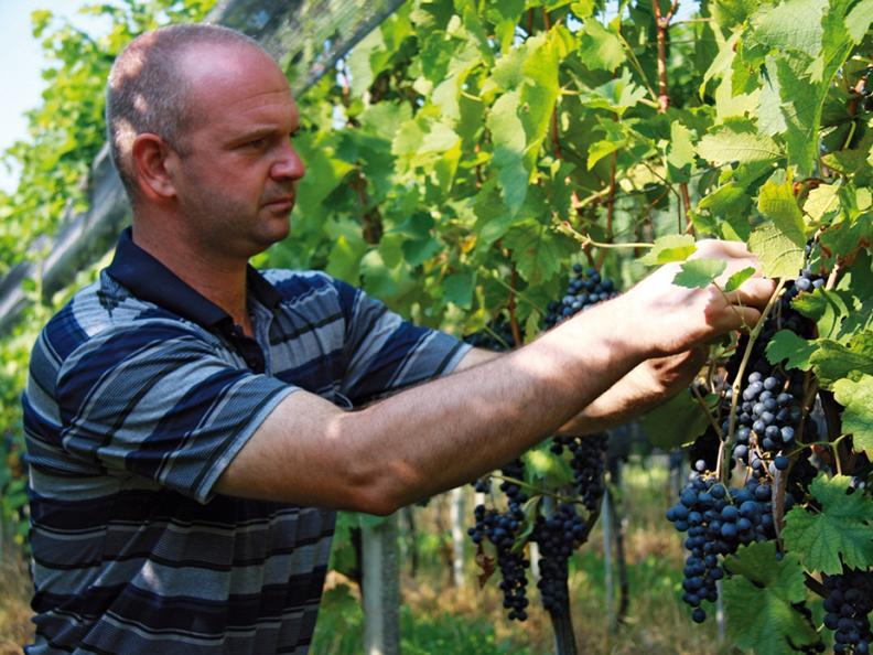 Image 2 - Azienda agricola e vitivinicola Cadenazzi