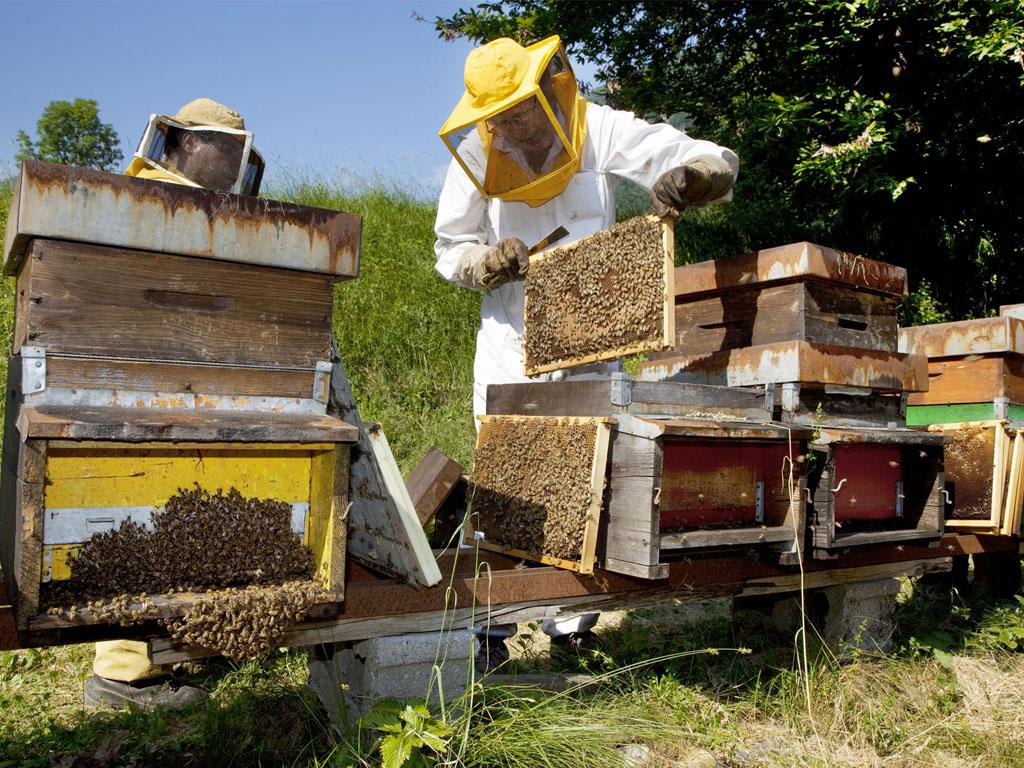 Image 0 - Besuch und Honigverkostung am Bienenstand 