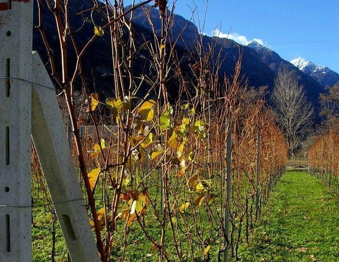 Image 3 - Azienda agricola Caprara