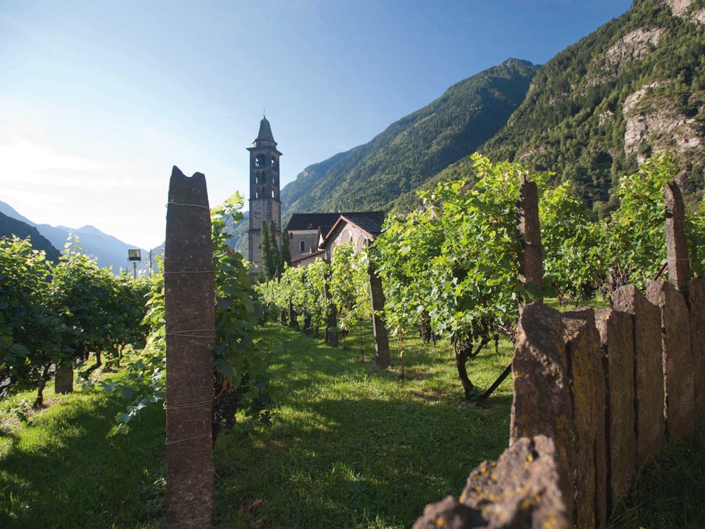 Image 3 - Gialdi Vini  SA