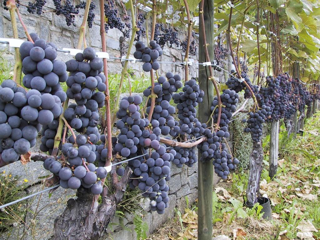 Image 5 - Sonja Eichholzer - hausgemachtes.ch