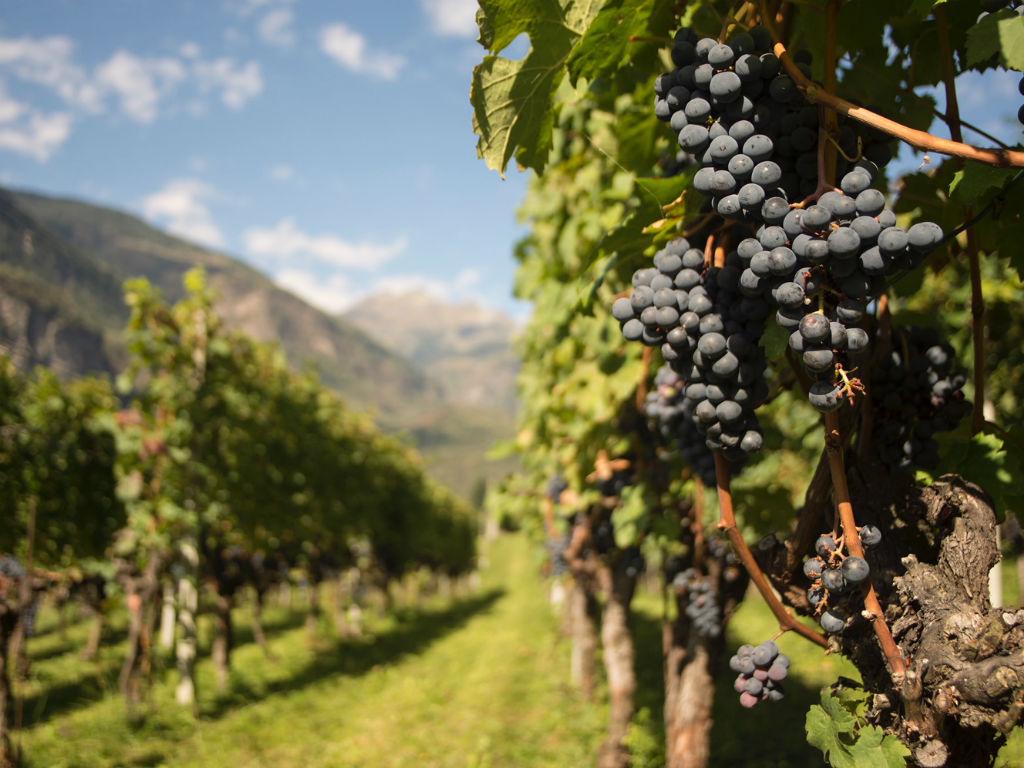 Image 9 - Vini Bettoni - Azienda Viticola Rascana 