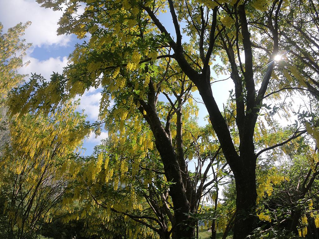 Image 11 - Waldreservat Bosco Sacro di Mergugno