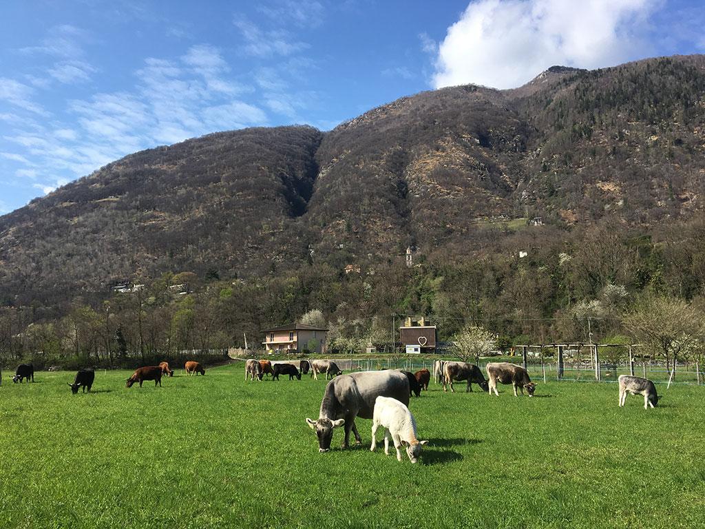 Image 0 - Azienda Mayor	