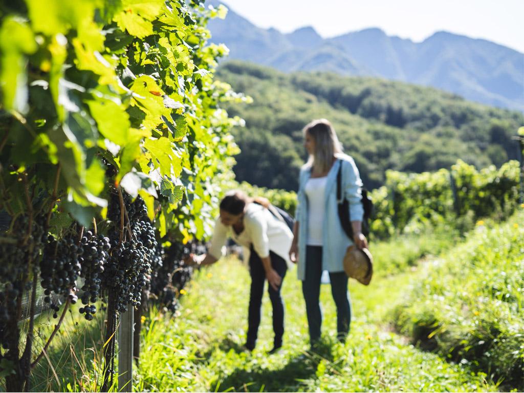 Image 2 - Azienda Agricola Bianchi