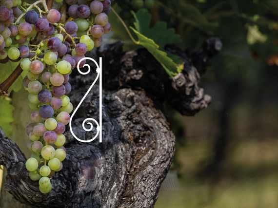 Image 0 - Rosselli Vini