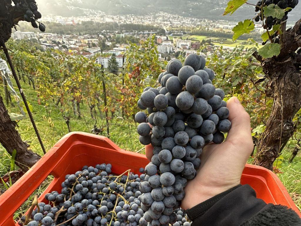 Image 0 - Cantina Cristini e Figli
