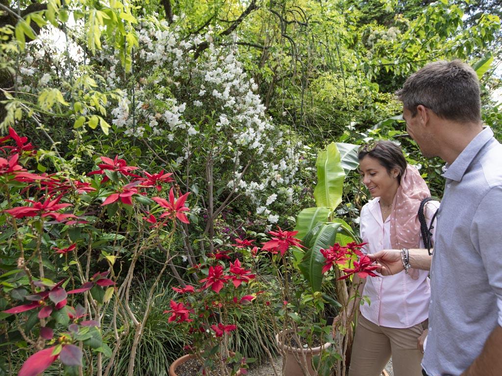 Image 4 - Isole di Brissago – Giardino Botanico