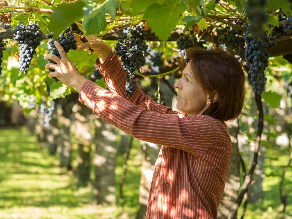 Image 7 - Vini Bettoni - Azienda Viticola Rascana 