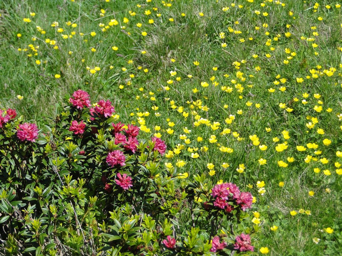Image 2 - Cenni su Flora e Fauna della zona del Camoghè