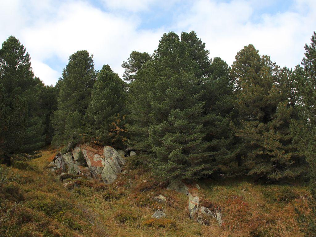 Image 4 - Réserve forestière Selvasecca