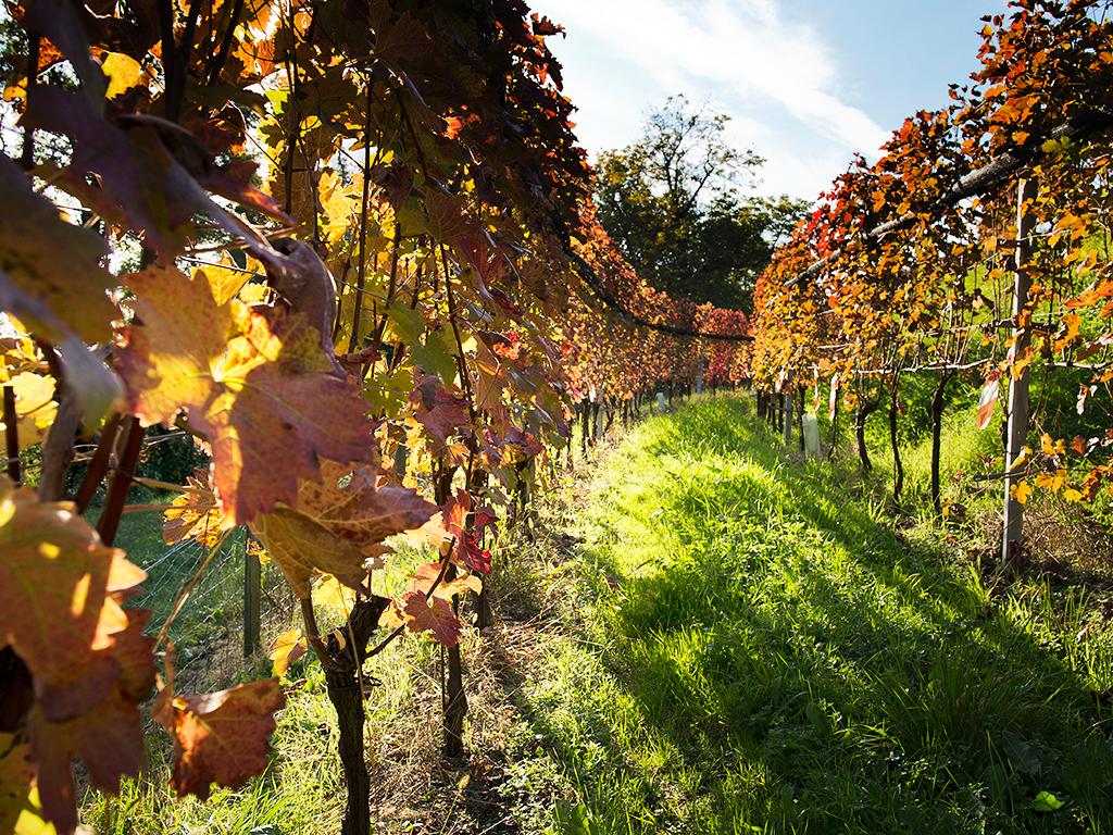 Image 0 - Cave vinicole Ferrari Roberto et Andrea