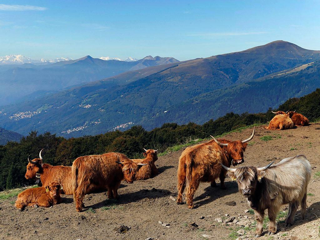 Image 3 - Alpe Cottino