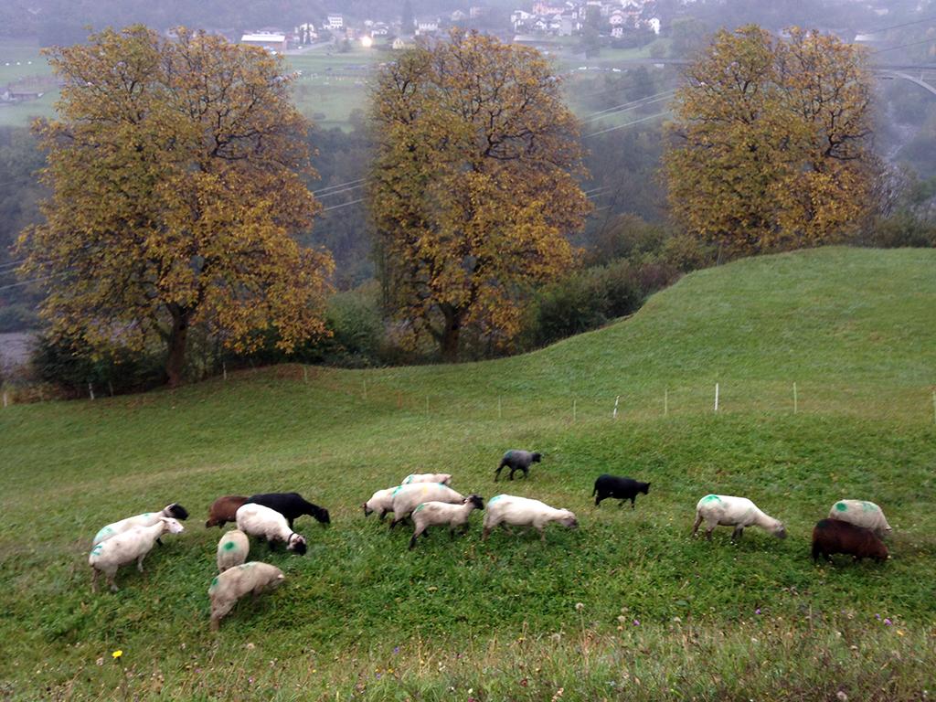 Image 4 - Azienda agricola di montagna 