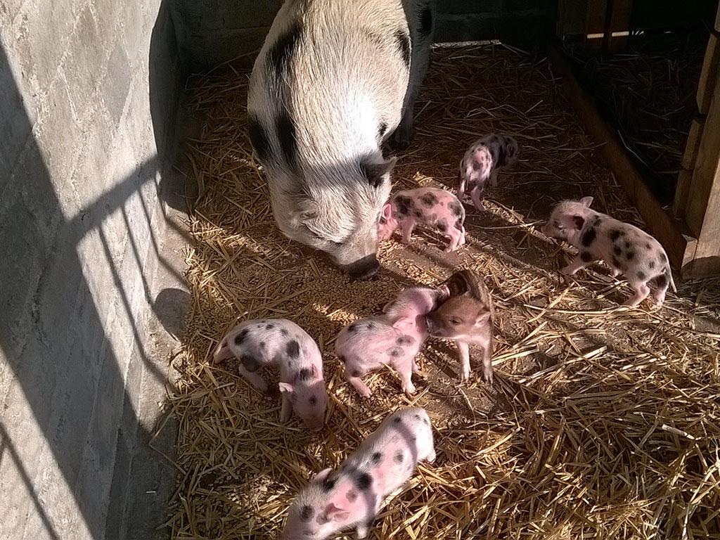 Image 0 - Agriturismo Ristoro ai Gelsi