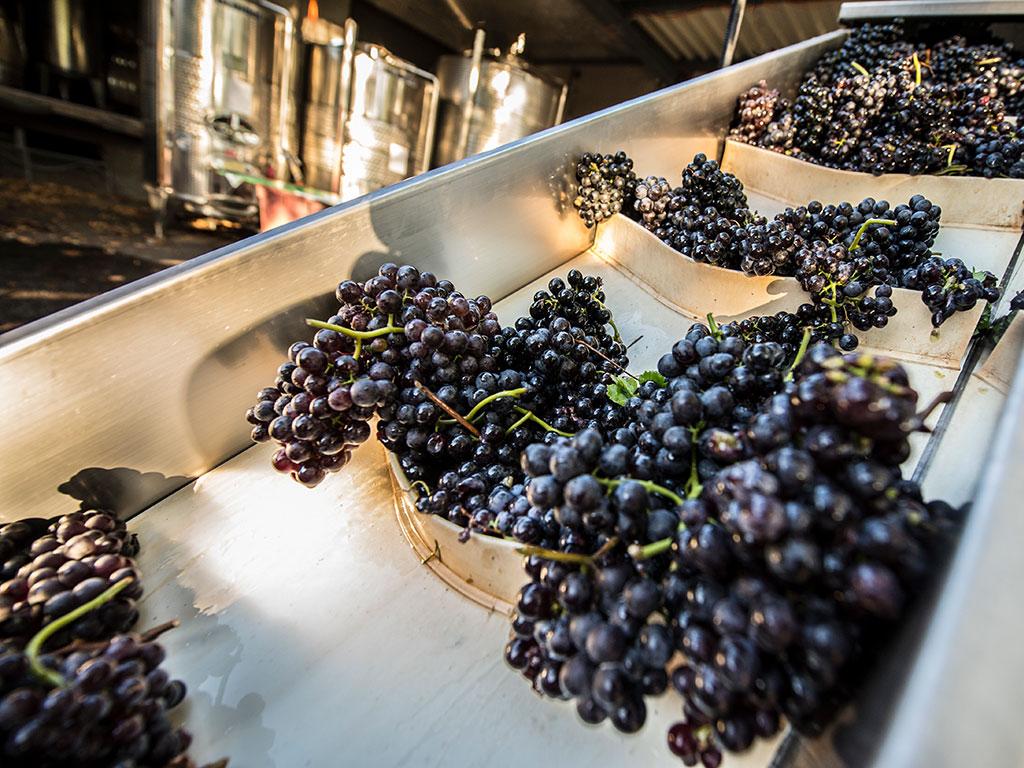 Image 8 - Vendemmia nella regione Mendrisiotto e Basso Ceresio