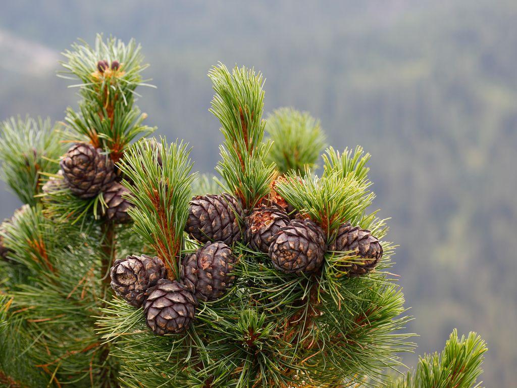 Image 2 - Réserve forestière Selvasecca