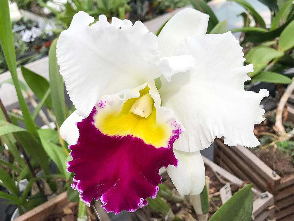 Image 3 - Orchidable