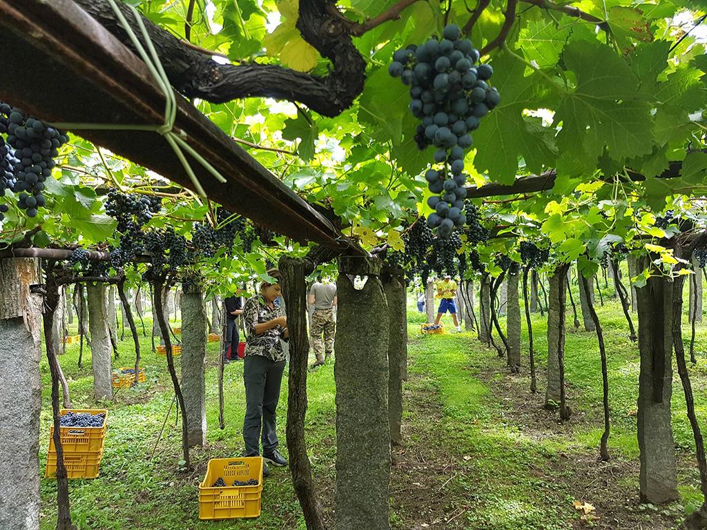 Image 2 - Vitivinicola Fratelli Carlo e Luca Frasa