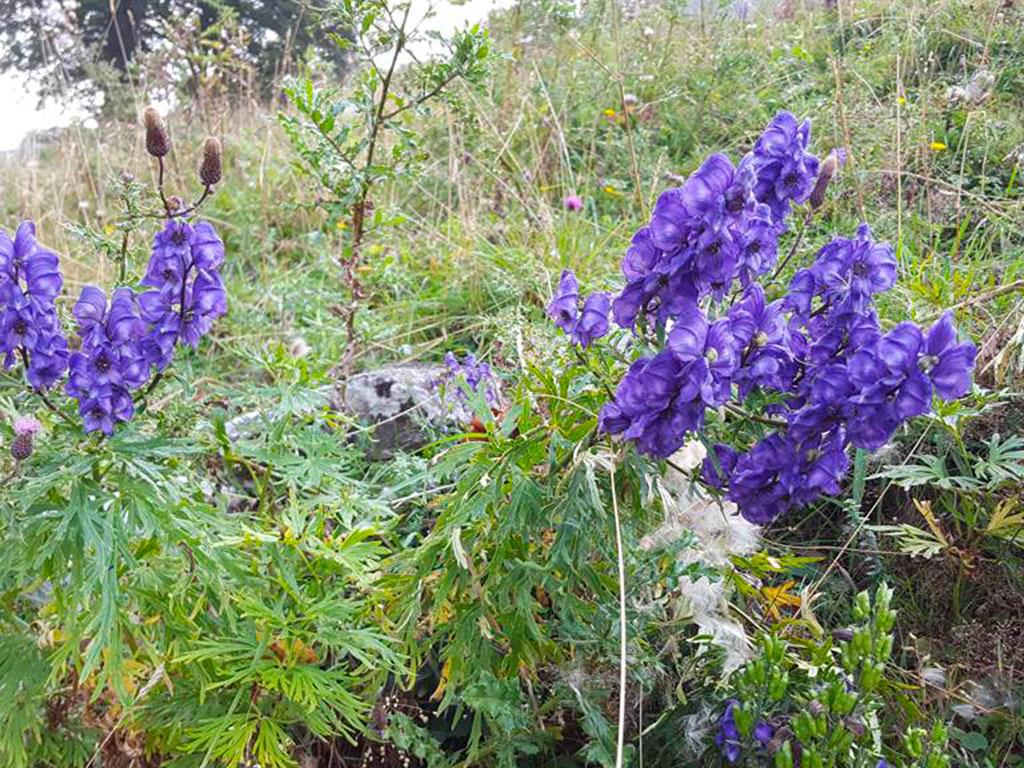 Image 10 - Capanna Alpe Bolla