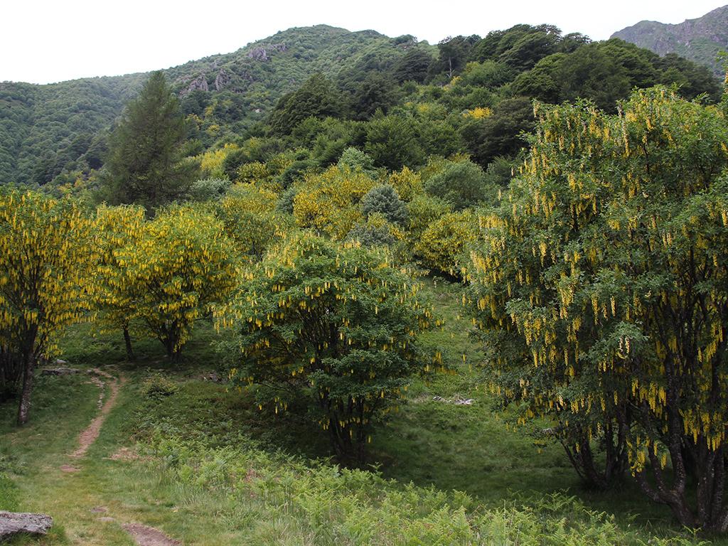 Image 2 - Waldreservat Bosco Sacro di Mergugno