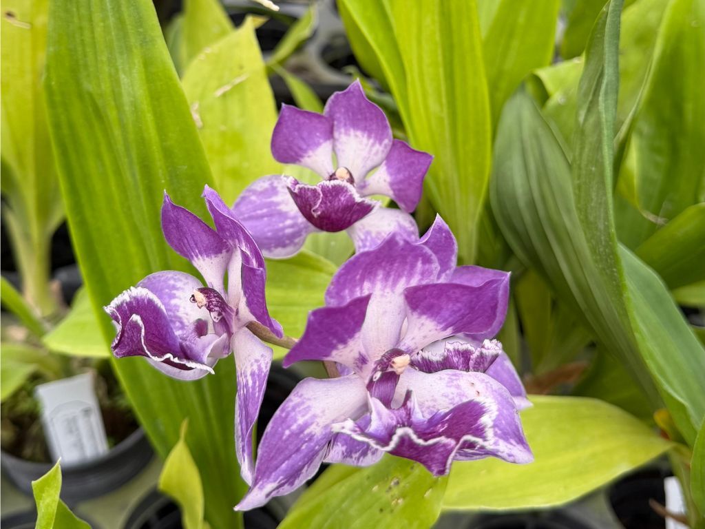 Image 0 - 