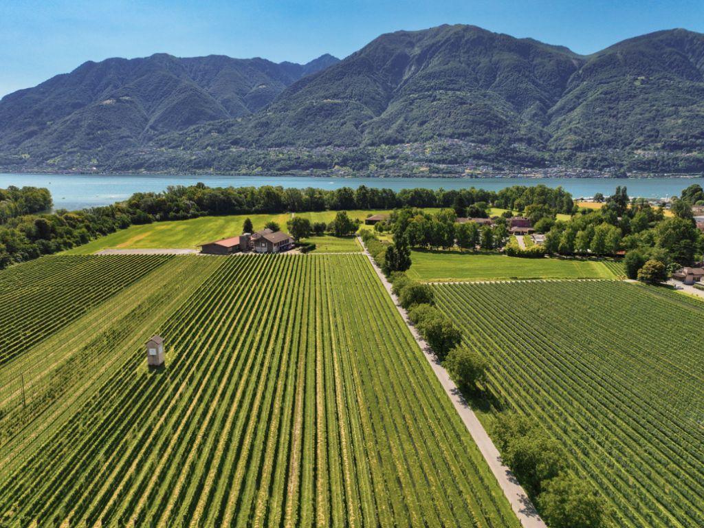 Image 2 - Visits and tastings at Cantina alla Maggia