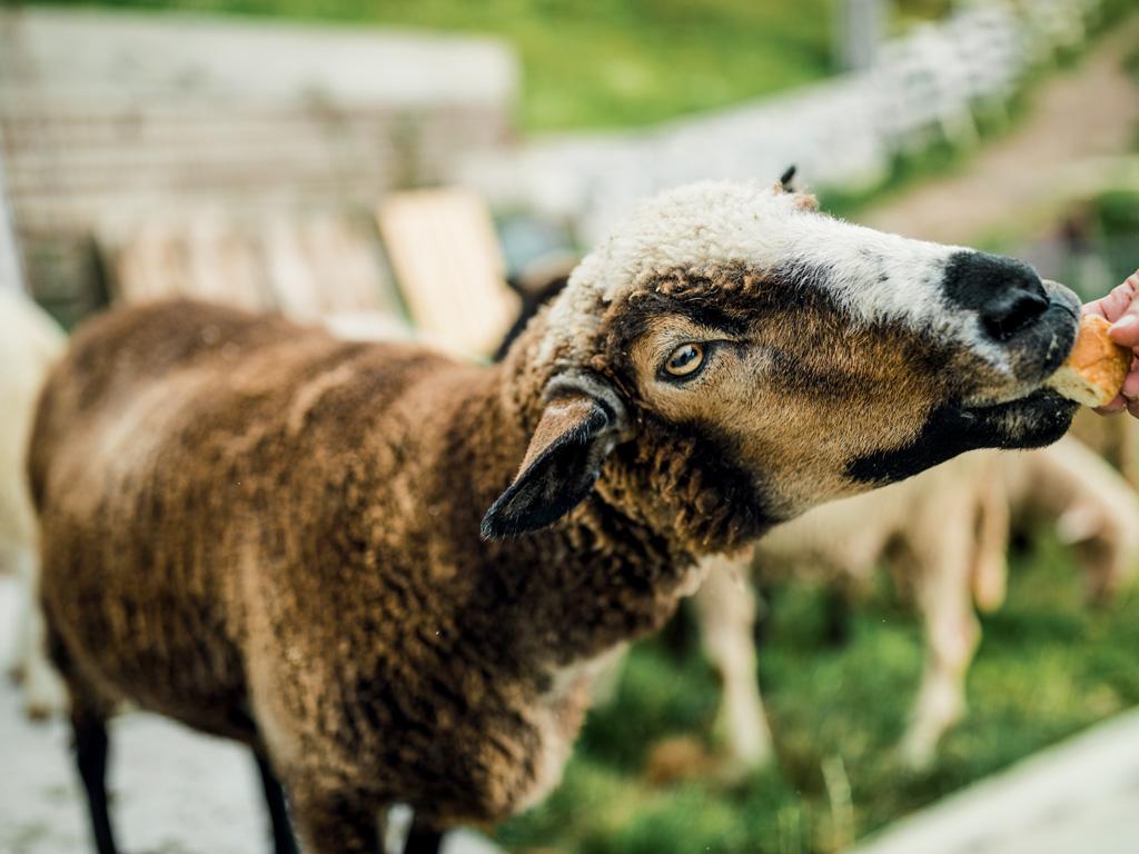 Image 2 - Azienda Clericetti “Latte Fresco”