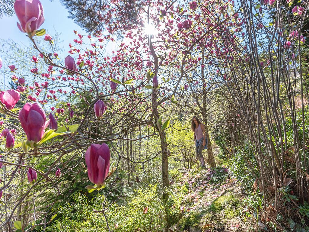 Image 2 - Botanical garden of Gambarogno