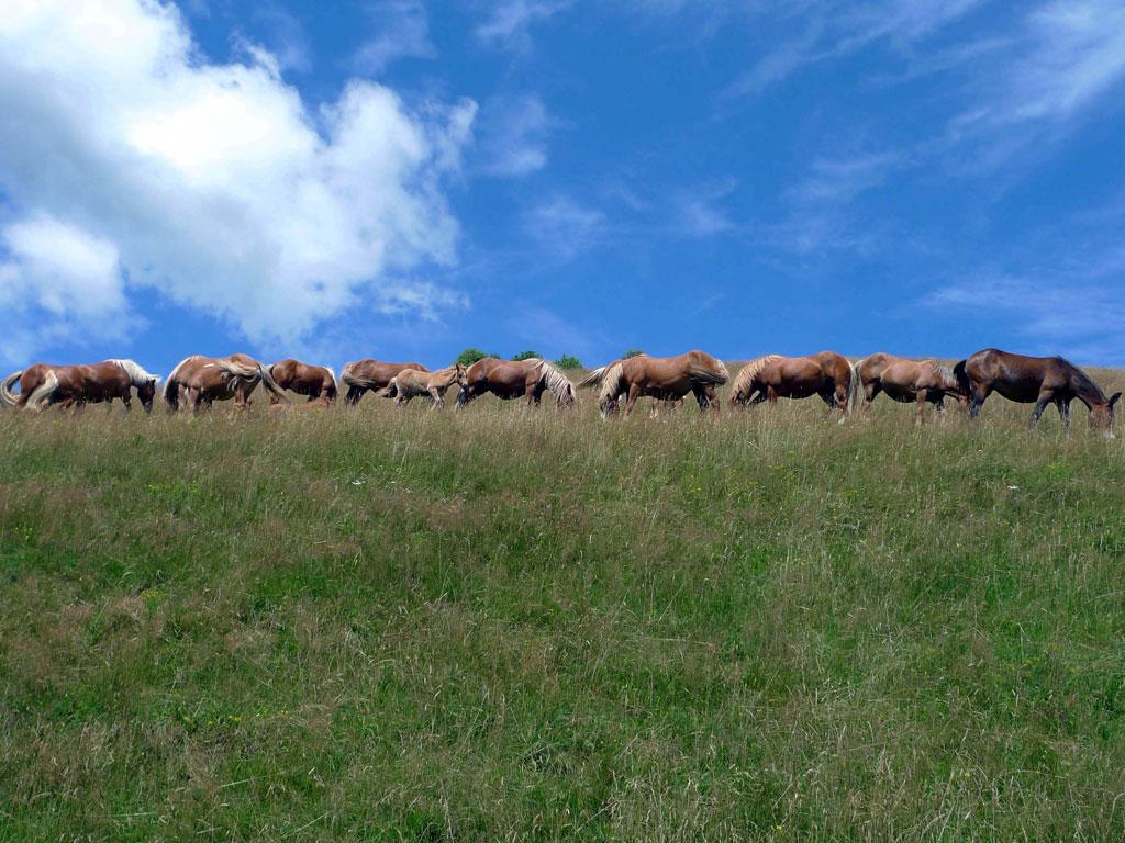 Image 1 - The wild horses of Monte Bisbino