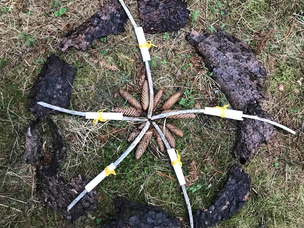 Image 2 - Forest bathing