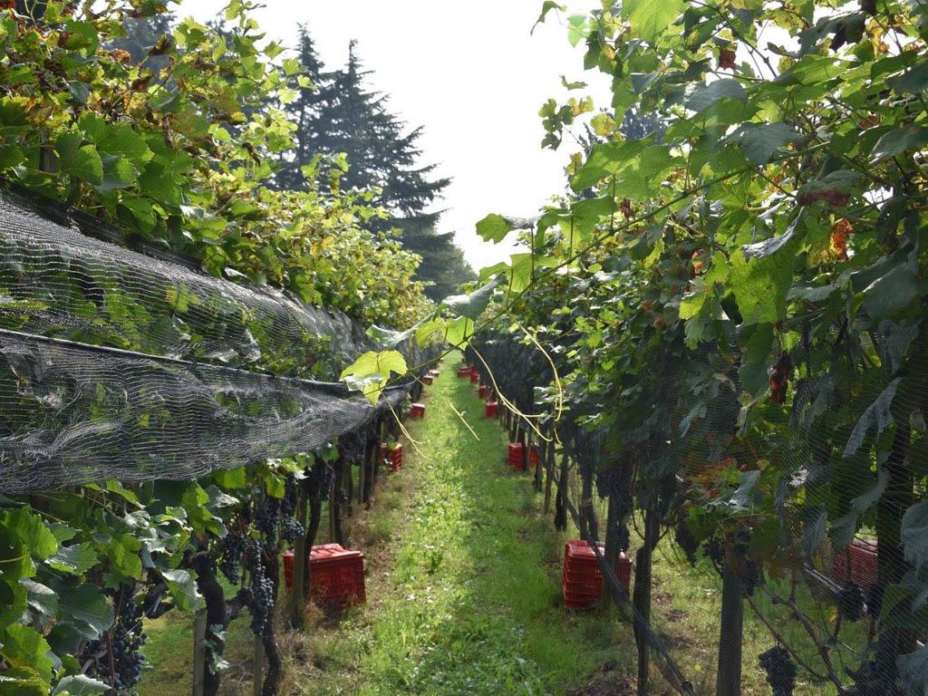 Image 0 - Cantina Rubio