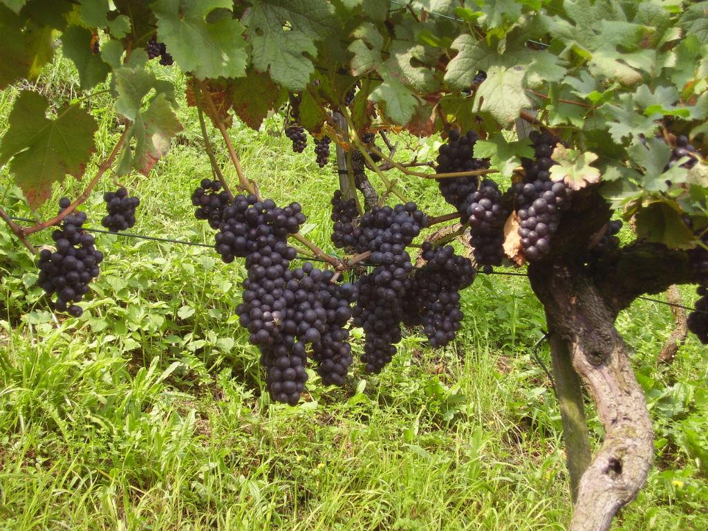 Image 0 - Cantina Cavagna