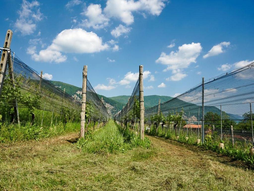 Image 1 - Fumagalli SA