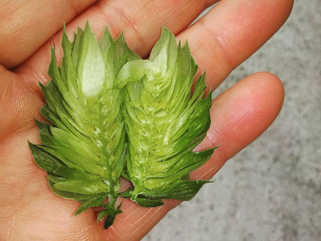 Image 7 - Microbirrificio Rigamonti 