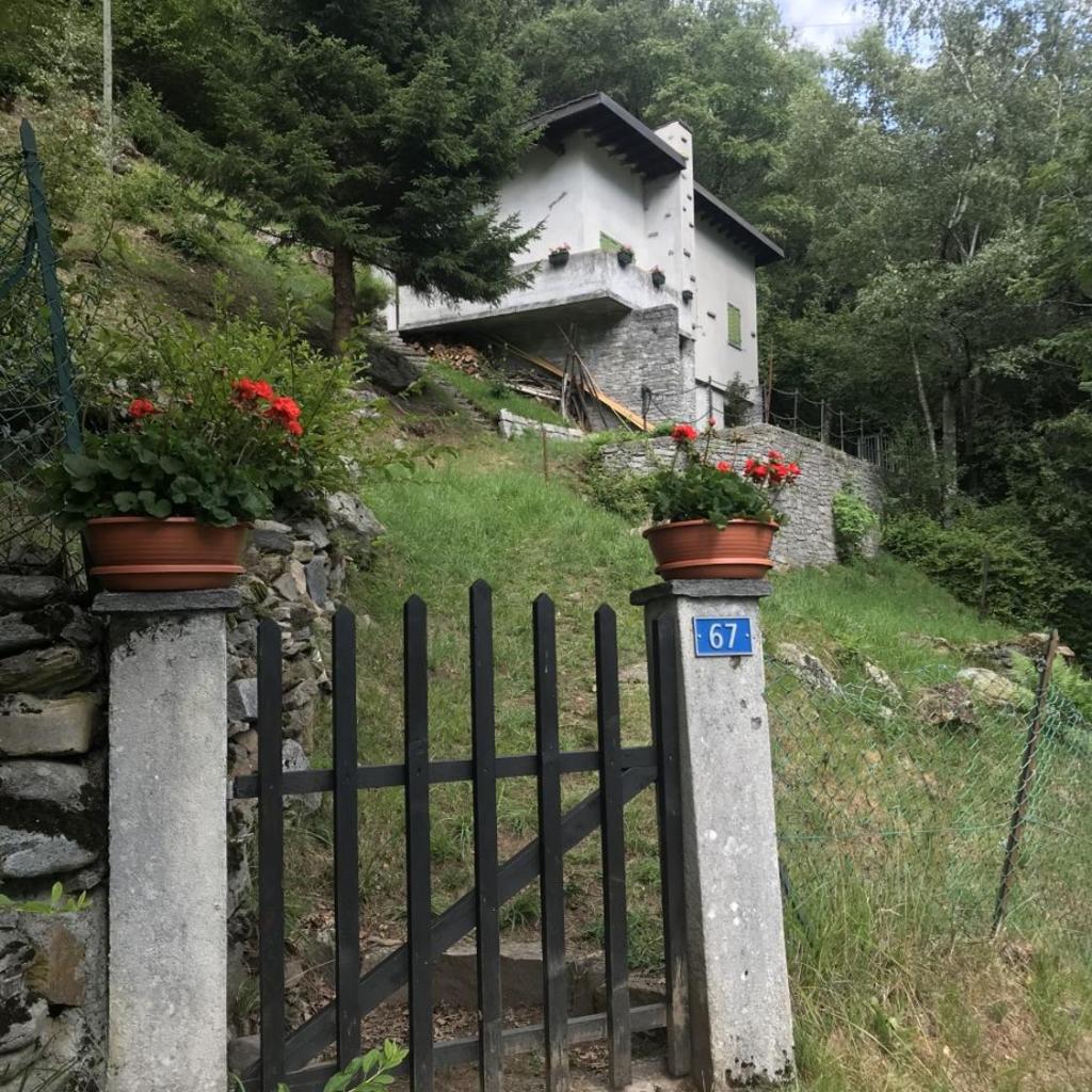 Image 0 - Genzianella