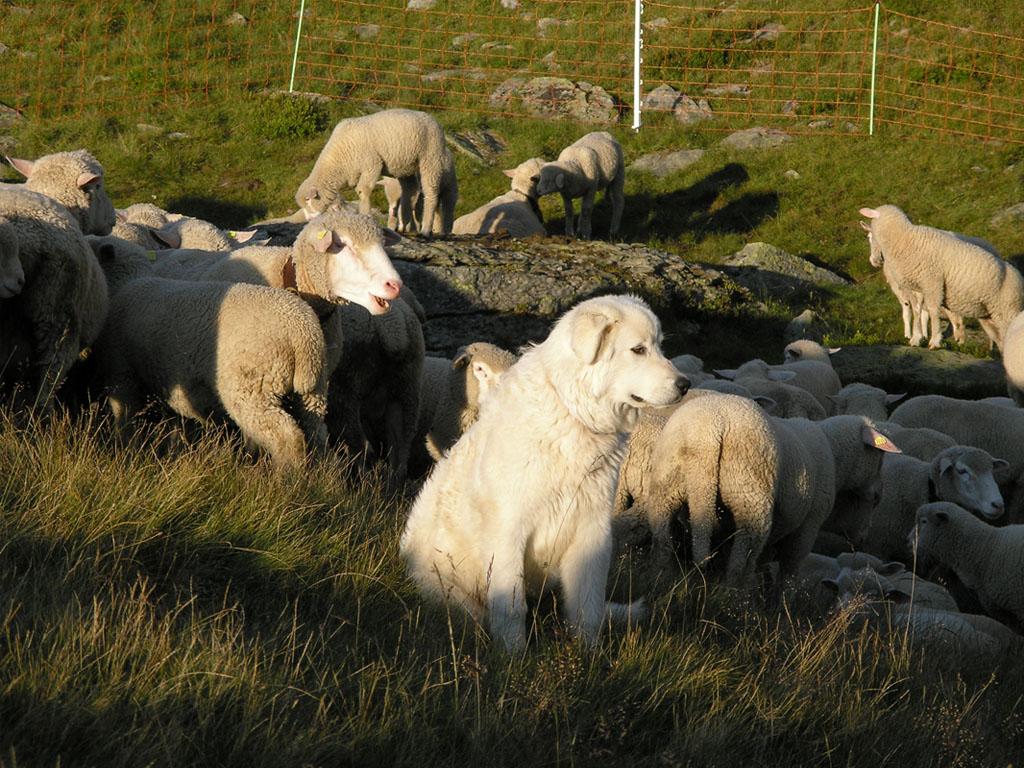 Image 1 - Arbeitende Herdenschutzhunde