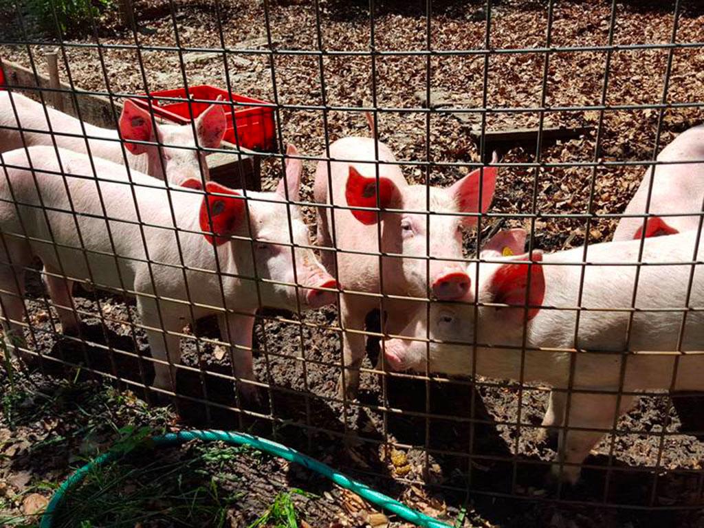 Image 13 - Capanna Alpe Bolla