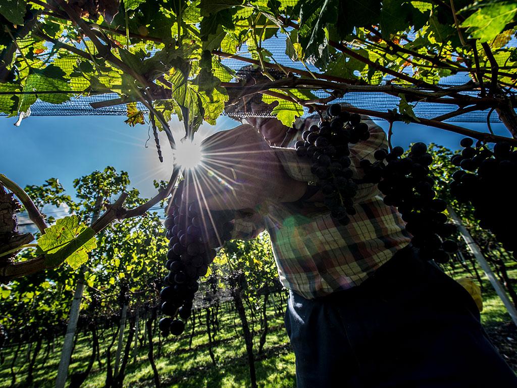 Image 4 - Vendemmia nella regione Mendrisiotto e Basso Ceresio