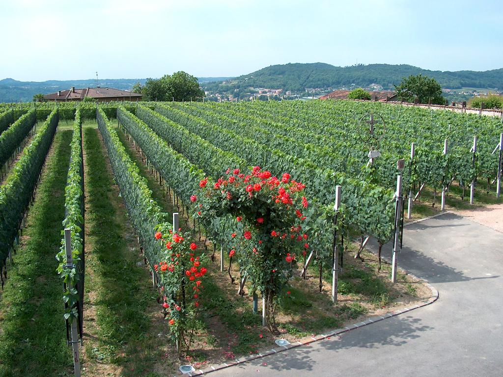 Image 0 - Parravicini Vitivinicoltori