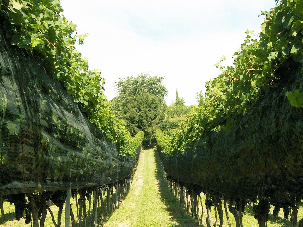 Image 5 - Tenuta Vitivinicola Trapletti SA