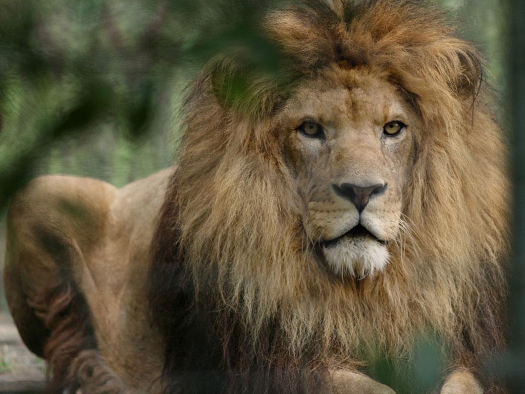 Image 6 - Zoo Al Maglio