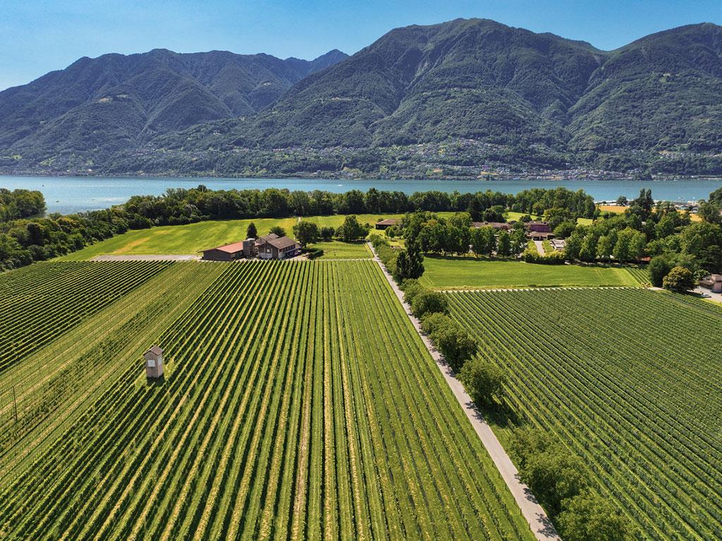 Image 1 - Cantina alla Maggia & Terreni alla Maggia