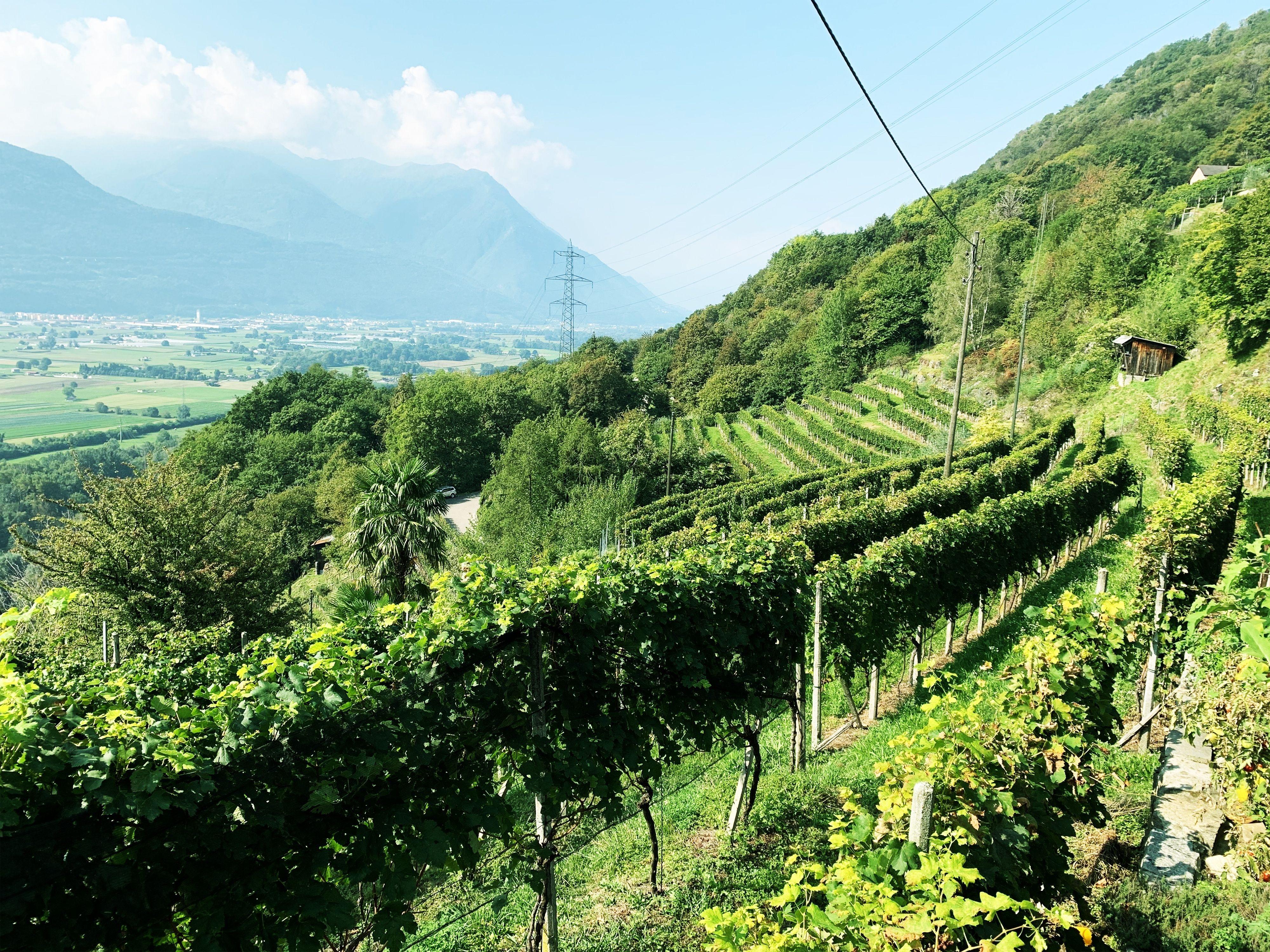 Image 10 - Wine cellar Mondò