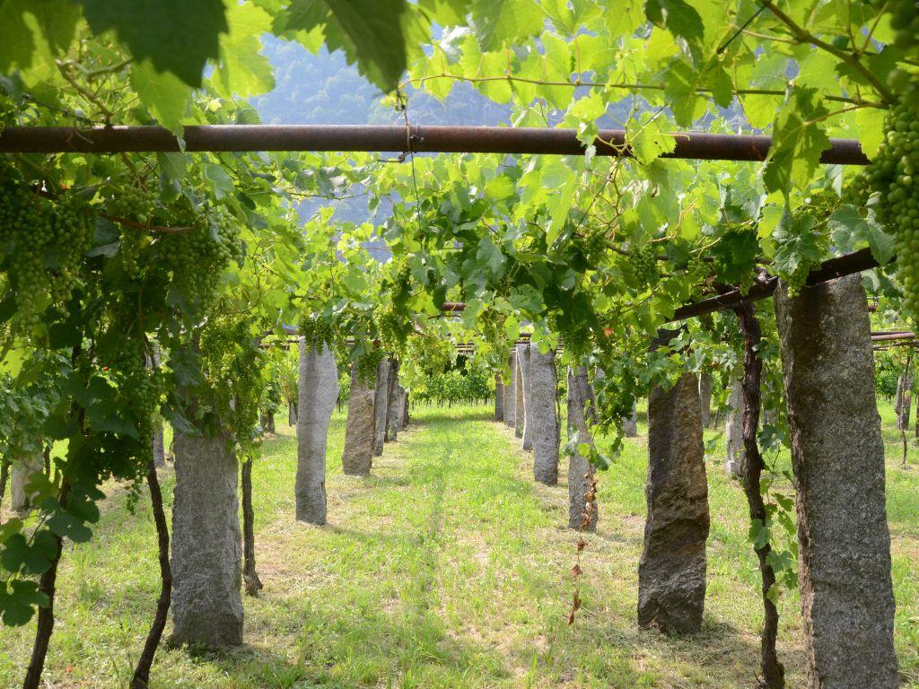 Image 0 - Fratelli Meroni 