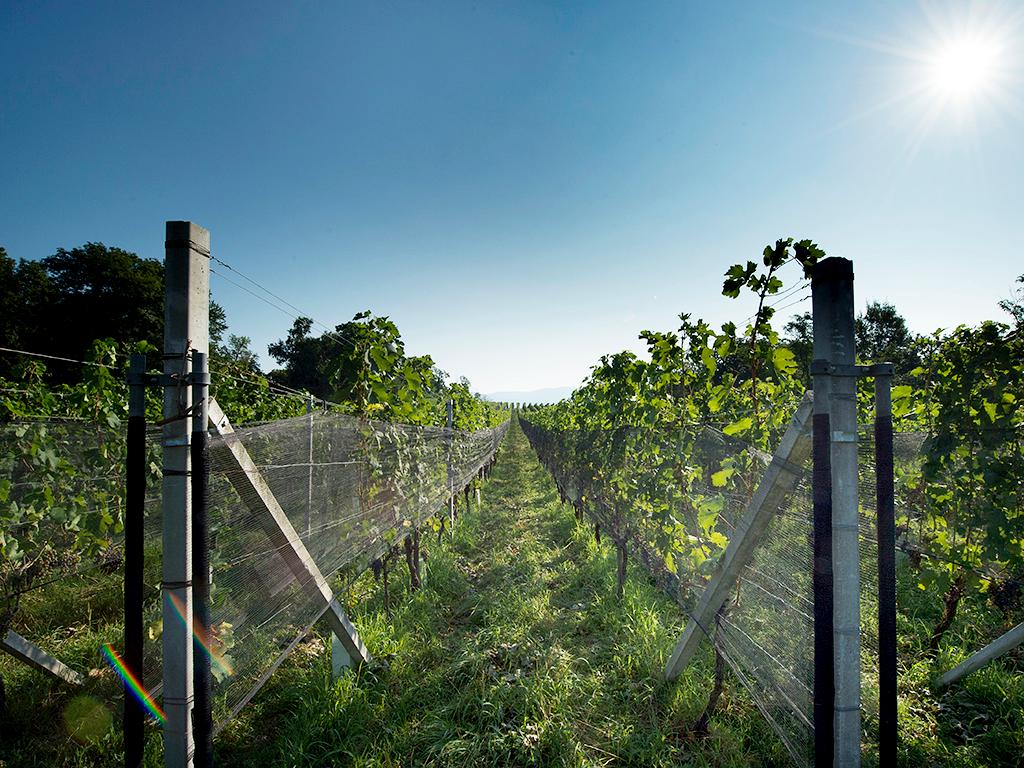 Image 2 - Cave vinicole Ferrari Roberto et Andrea